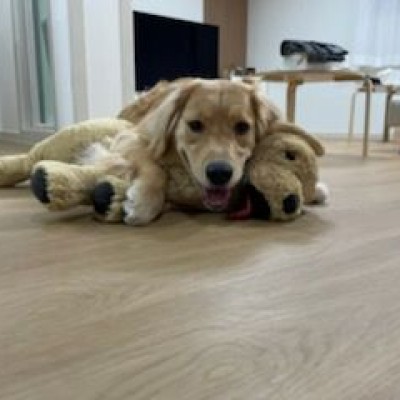 H04 내츄럴오크 - 전원주택